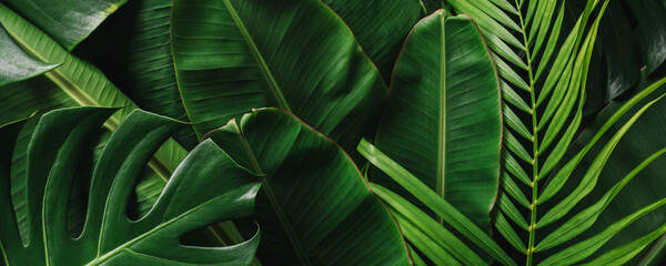 Kreatywne tropikalne zielone liście banan, palma, monstera.