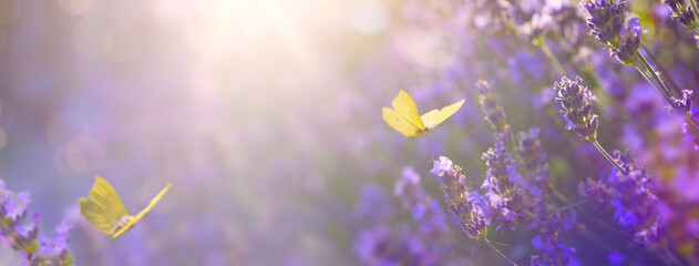 Art Lato kwiatowy krajobraz; piękny letni kwiat lawendy i motyl latający przeciw wieczornemu słonecznemu niebu