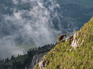 Shots of a wild ibex mountain goat gazing on grass on a cliff side in the high alps in the pilatus region of switzerland.