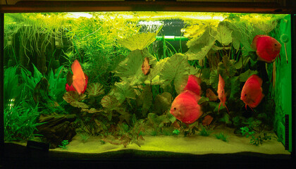 Paletki / Dyskowce - ryby akwariowe