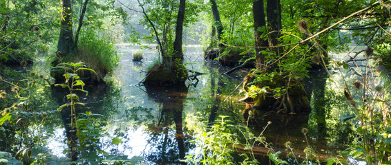 REZERWAT PRZYRODY NIEBIESKIE ŹRÓDŁA. TOMASZÓW MAZOWIECKI, POLSKA. 