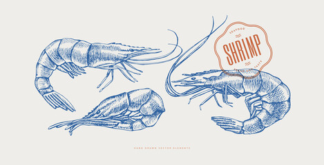 Hand-drawn large shrimp on a light background. Retro engraving for the menu of fish restaurants, for packaging in markets and shops. Vector vintage illustration.