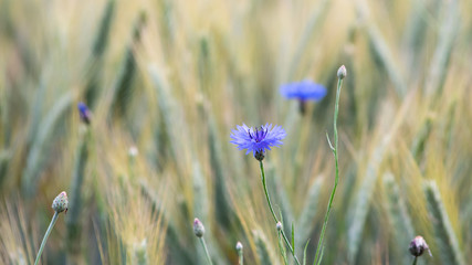 Dwa chabry na rozmytym tle zboża