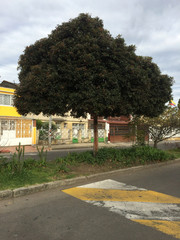 Nature is beautiful and helps to beautify the urban space