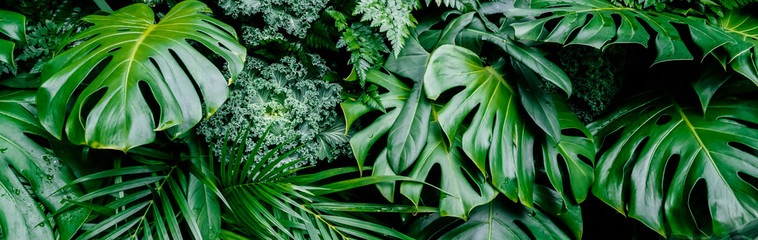 Tropikalna dżungla zielone liście tło, paproć, palma i liść Monstera Deliciosa na ścianie z ciemnozieloną, kwiatową rośliną leśną w tle