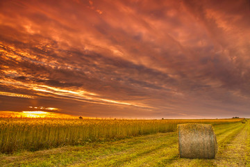 bela siana na tle zachodzącego s słońca
