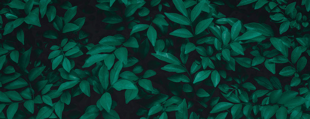 DROBNE ZIELONE LISTKI TROPIKI