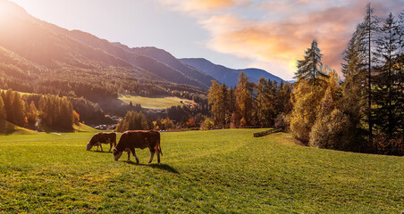 Wonderful view on countryside in alps with cows on highmountain pasture. Stunning nature sceneri in summer. amazing rural landscape with mountains and perfect sky. summer mountain scenery.