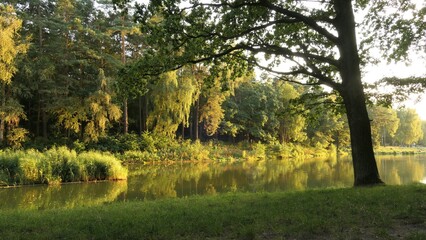 Arturówek, widok na staw w lesie pod wieczór, rozłożyste drzewo w promieniach słońca, w tle staw, drzewa, rozłożyste gałęzie