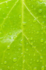 KROPELKI WODY NA LISTKU ZIELONYM
