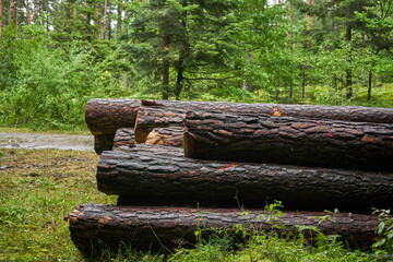 ścięte drzewa ,las,drzewa