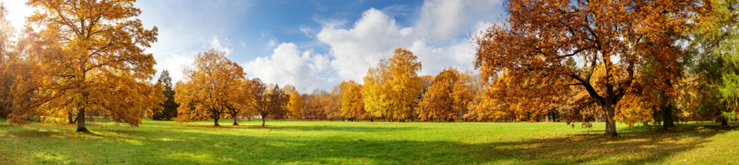 trees in the park in autumn on sunny day