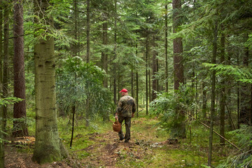 grzybiarz na leśnej drodze