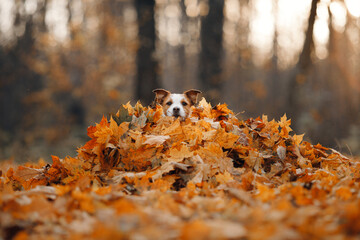 dog in yellow leaves. sweet jack russell terrier in nature in autumn park