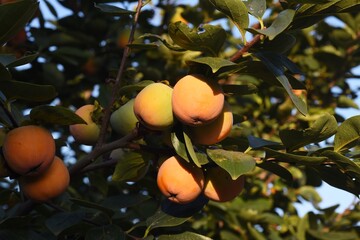 Autumn taste / Japanese persimmon fruit