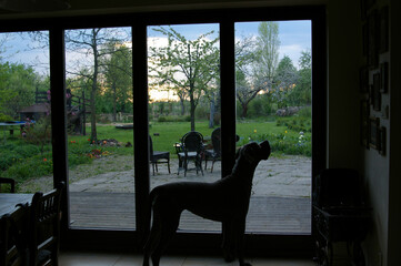 pies, taras, okno tarasowe, pies w domu, taras, zieleń, przyroda, zwierzęta, domowe zwierzęta, dom na wsi, dom z ogrodem, 