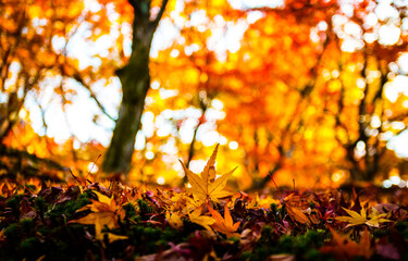 Maple leaves in beautiful fall.