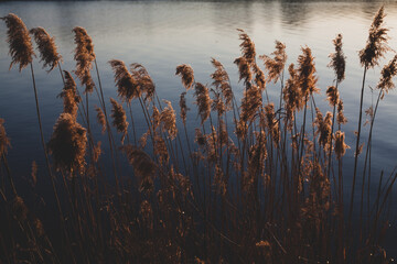 Trzciny w świetle zachodzącego słońca