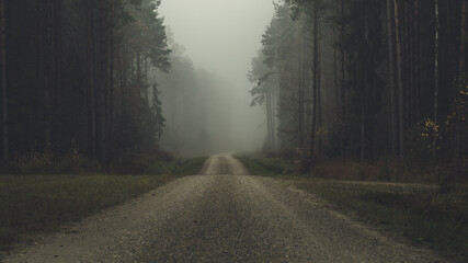 Tajemnicza leśna droga we mgle.