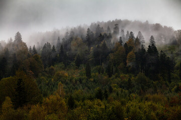 Jesienny las we mgle, Bieszczady, Polska