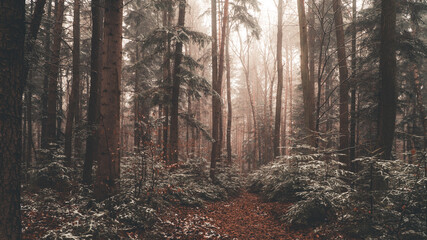 Tajemniczy zimowy las we mgle