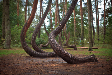 Krzywy las, słynny ewenement natury w województwie Zachodniopomorskim, Polska