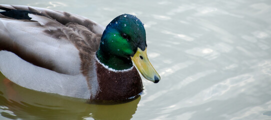dzika kaczka pływająca w stawie