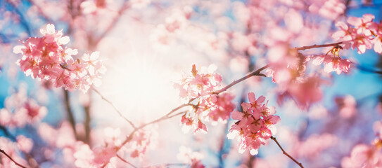 Niewyraźne gałązki drzewa sakura na niebieskim tle.