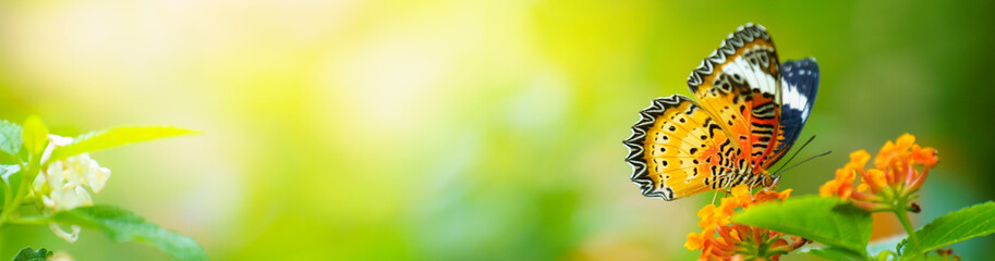 Charakter motyla w ogrodzie.