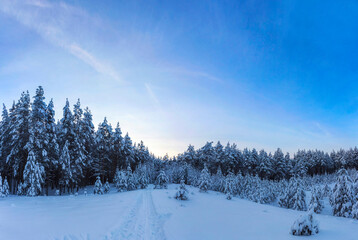 Sunset over a snow covered arctic pine forest in a winter wonderland.