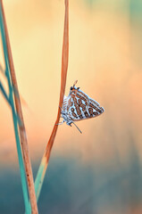 Zdjęcia makro, piękna scena natury. Zbliżenie piękny motyl siedzi na kwiatku w letnim ogrodzie.