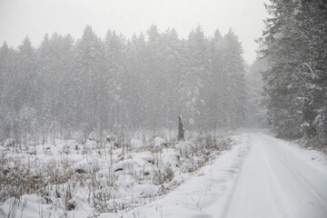 Padający śnieg w lesie
