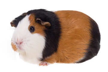 Kawia domowa, Świnka morska 