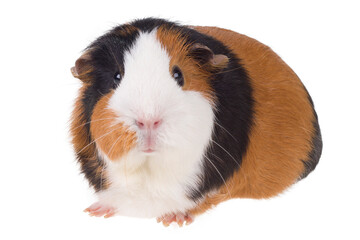 Kawia domowa, Świnka morska 