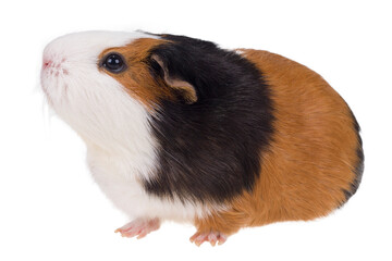 Kawia domowa, Świnka morska 