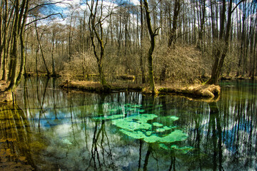 REZERWAT PRZYRODY „NIEBIESKIE ŹRÓDŁA”. TOMASZÓW MAZOWIECKI, POLSKA. 