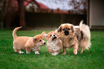 Spaniel tybetański bawi się ze szczeniakami corgi