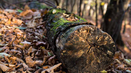 ścięte drzewo porośnięte mchem leżące wśród liści w lesie, kolory jesieni