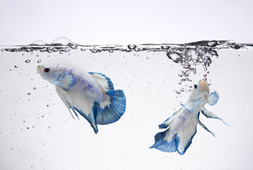 Two white and blue color of Fighting fish in fish tank Siamese betta fish with water surface and bubbles