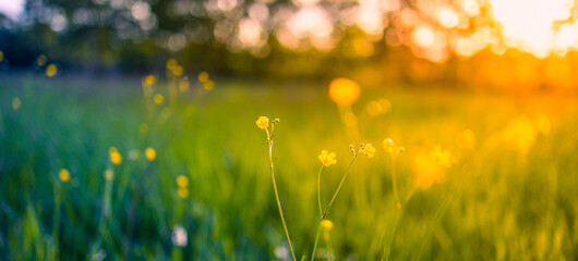 Abstract soft focus sunset field landscape of yellow flowers and grass meadow warm golden hour sunset sunrise time. Tranquil spring summer nature closeup and blurred forest background. Idyllic nature