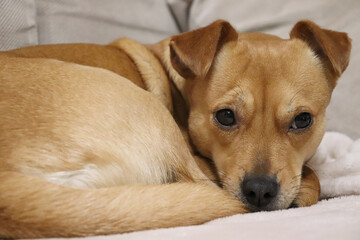 pies, suczka, słodkie oczka, wierny pies, miłość , oklapnięte uszy, biszkoptowy pies, rudy piesek, mały pies, ciekawość, zwierzęta domowe, piękne oczy 