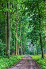 Widok na las zazieleniony wiosną. Drzewa iglaste i liściaste, ścieżki i przecinki, wycięte drzewo