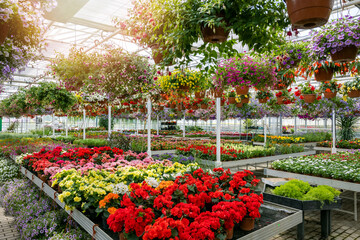 large garden center greenhouse with flowers and plants for sale