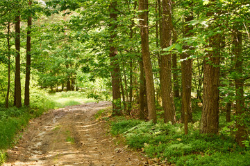 leśna letnia ścieżka