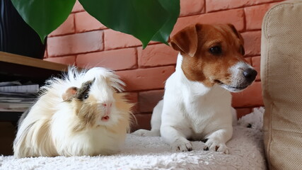 pies i świnka morska. dog and guinea pig