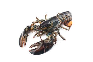 Boston lobster isolated on white background.