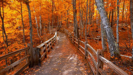 Bright autumn trees along boardwalk in late autumn in Michigan upper peninsula