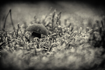 Widok z grzybem o brązowym kapeluszu. 