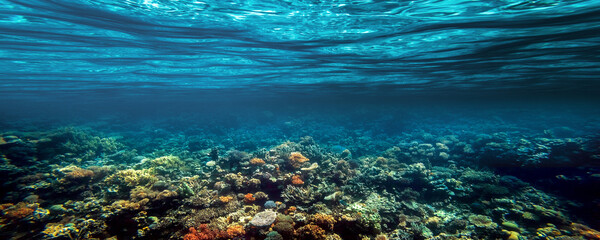 a Underwater coral reef on the red sea
