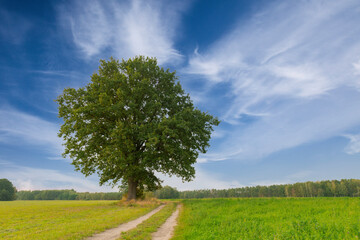 Samotne drzewo na tle błękitnego, lekko zachmurzonego nieba.